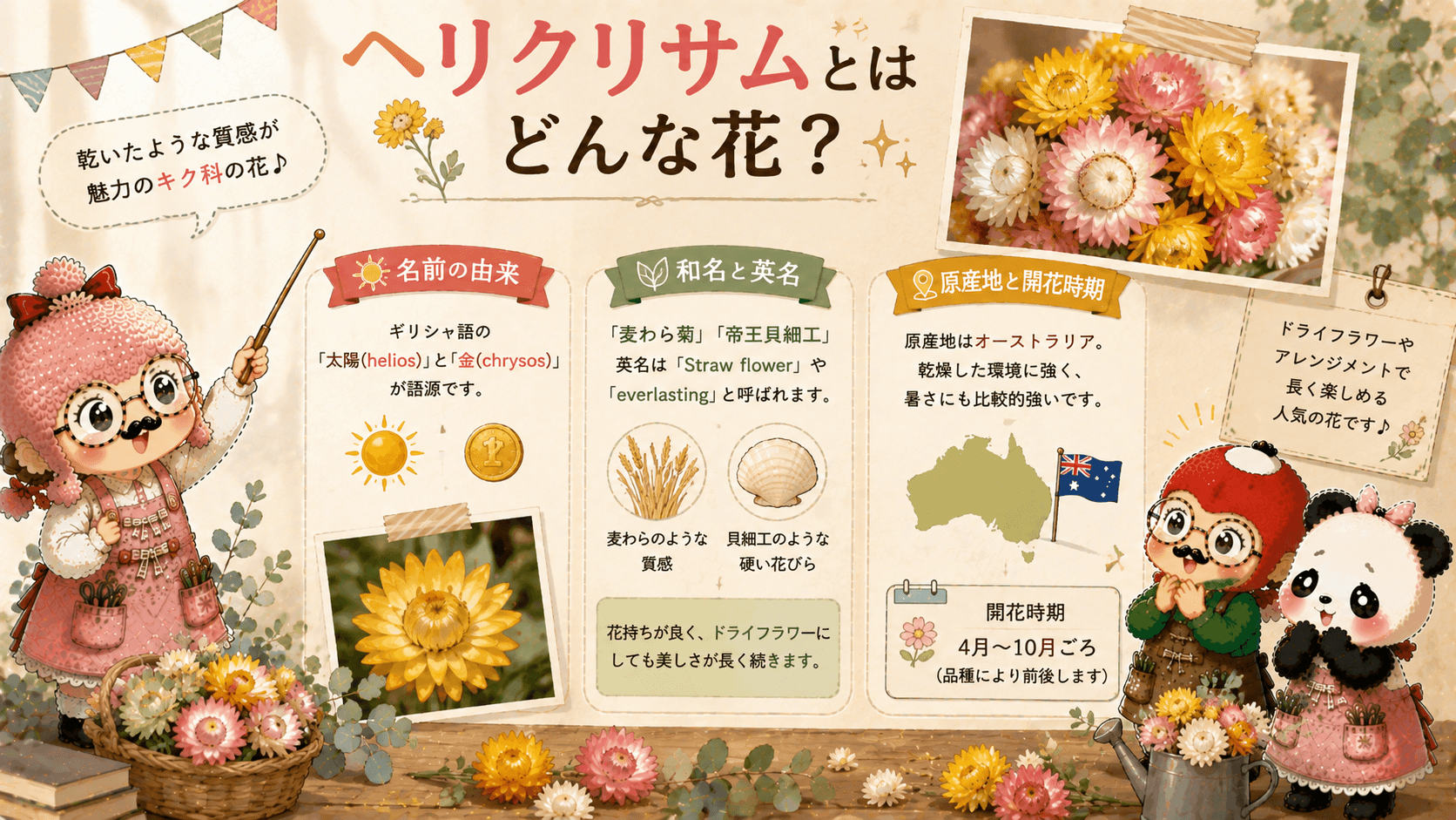 ヘリクリサムとはどんな花？