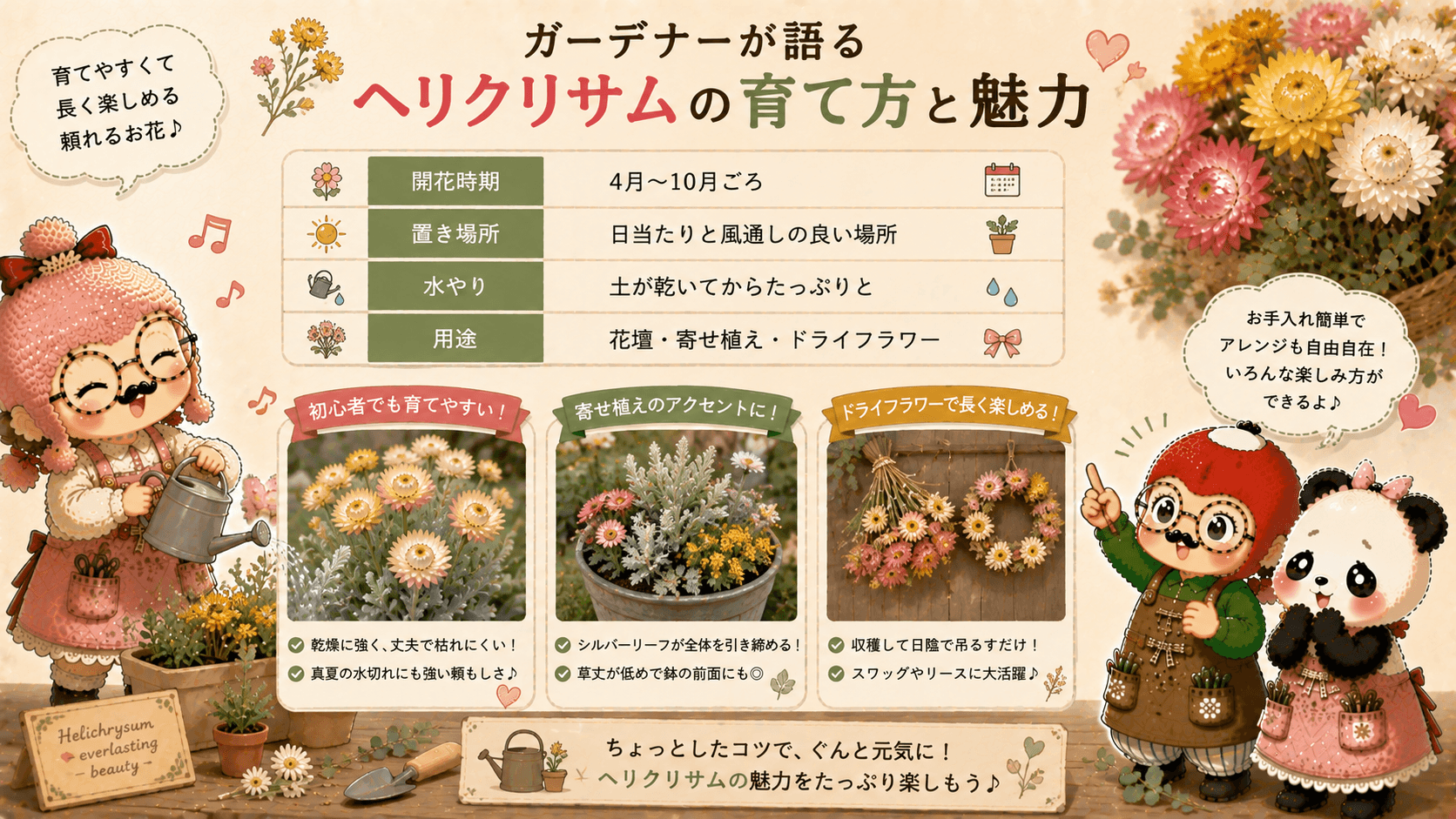 ヘリクリサムの育て方