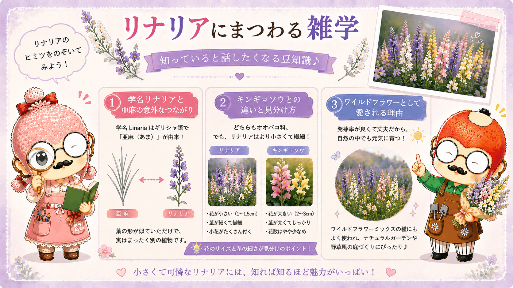 リナリアの雑学