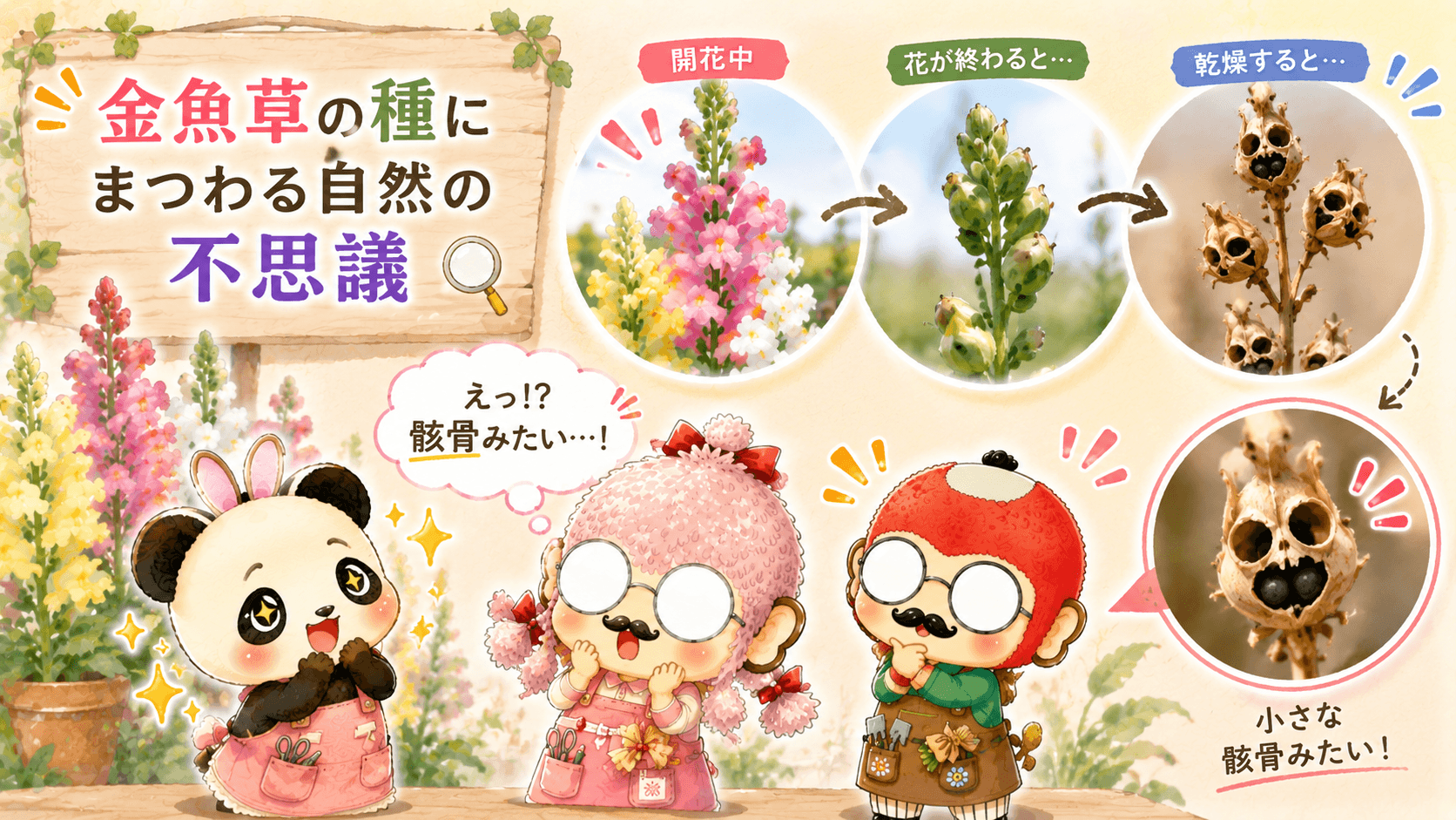 金魚草の種の不思議な変身